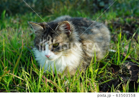 猫・野良猫・キジトラ白・メス・マキちゃん・妊娠・三月 猫・野良猫・キジトラ白・メス・マキちゃん・妊娠・三月 63503558