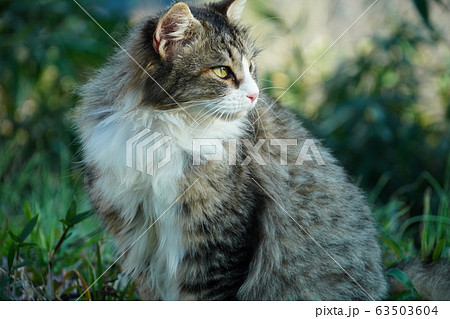 猫・野良猫・キジトラ白・メス・マキちゃん・妊娠・三月 63503604