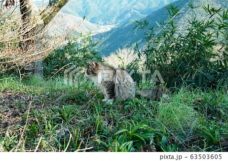 猫・野良猫・キジトラ白・メス・マキちゃん・妊娠・三月 63503605
