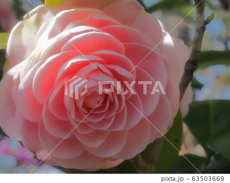 乙女椿　乙女椿の花 63503669