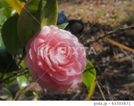 乙女椿 乙女椿の花 乙女椿 乙女椿の花 63503671