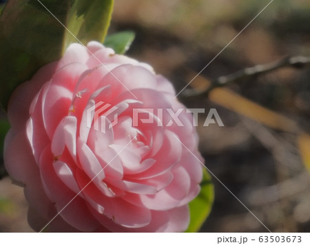 乙女椿 乙女椿の花 乙女椿 乙女椿の花 63503673