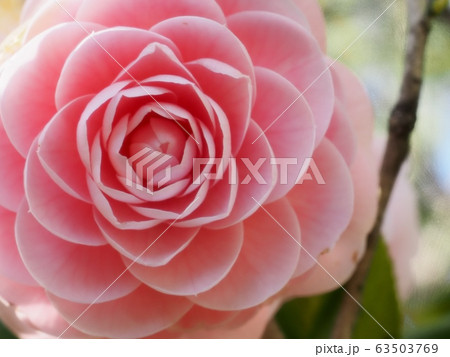 乙女椿 乙女椿の花 乙女椿 乙女椿の花 63503769