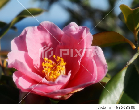 明石潟ツバキ 明石潟ツバキの花 明石潟ツバキ 明石潟ツバキの花 63503889