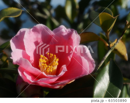 明石潟ツバキ 明石潟ツバキの花 明石潟ツバキ 明石潟ツバキの花 63503890