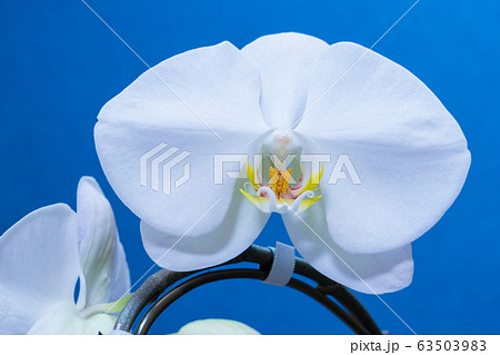 白い胡蝶蘭の開花 63503983