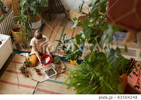 Florist planting flower in the pot Florist planting flower in the pot 63504248