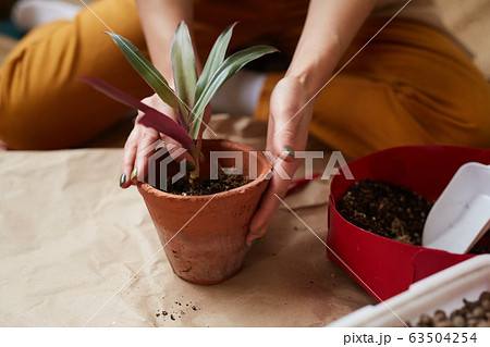 Woman planting the flower Woman planting the flower 63504254