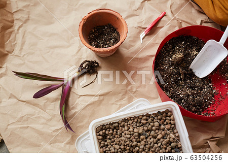 Planting flower in the pot 63504256