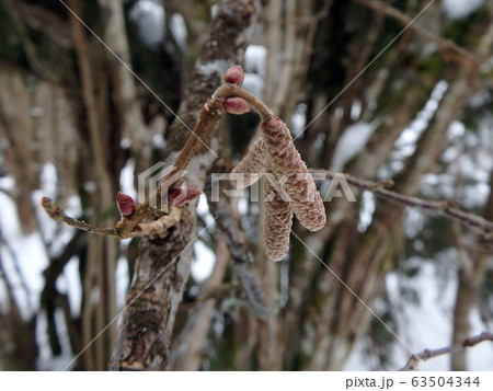Close-up common hazel twig in winter Close-up common hazel twig in winter 63504344