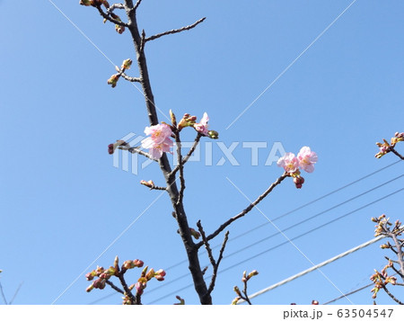 咲き始めた稲毛海岸駅前の河津桜の桃色の花 咲き始めた稲毛海岸駅前の河津桜の桃色の花 63504547