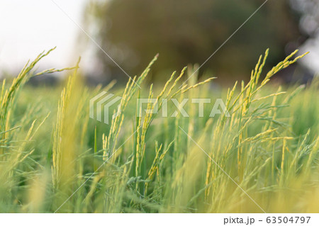 Green rice plant and blur front focus and blur background Green rice plant and blur front focus and blur background 63504797