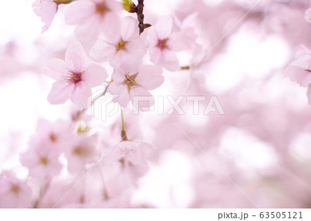 桜・・５ 63505121