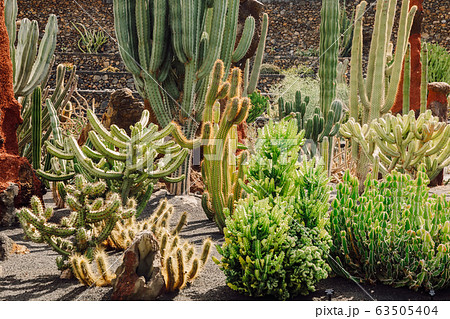 Cactus garden in Lanzarote island, Canary Islands 63505404