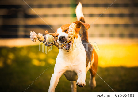 Happy beagle dog in backyard runs and hops jocularly with the toy towards camera Happy beagle dog in backyard runs and hops jocularly with the toy towards camera 63505481