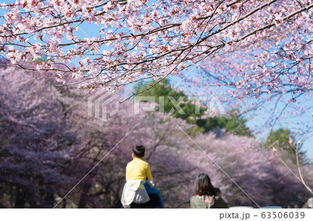 しずない桜まつりの風景 北海道静内町の写真素材