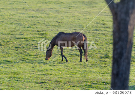 放牧中の競走馬 北海道新ひだか町の写真素材