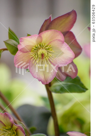 クリスマスローズ クリスマスローズ 63506429