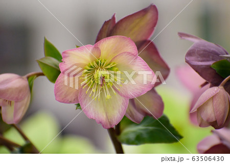 クリスマスローズ クリスマスローズ 63506430