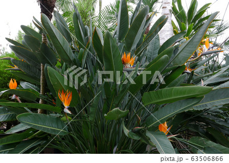 植物写真 温室の熱帯植物 極楽鳥花ストレリチアの写真素材