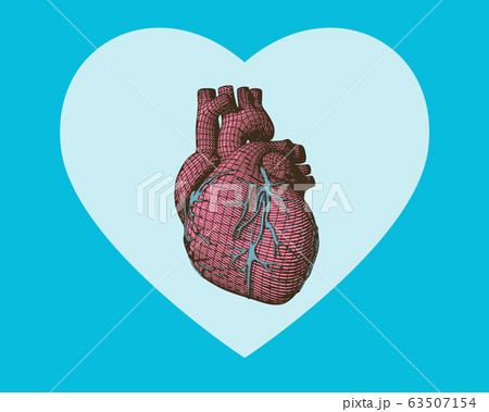 Pink wireframe human heart on green BG Pink wireframe human heart on green BG 63507154