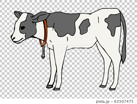 ホルスタインの子牛のイラストのイラスト素材