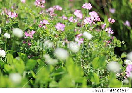 レンゲの花の写真素材