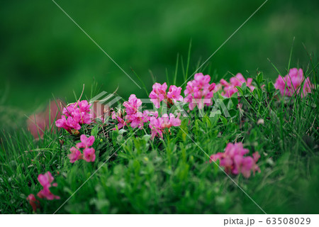 Rhododendron flowers in nature 63508029