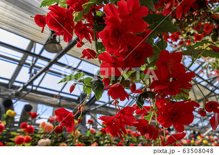 なばなの里 ベゴニアガーデン なばなの里 ベゴニアガーデン 63508048
