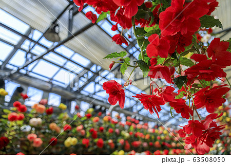 なばなの里　ベゴニアガーデン 63508050