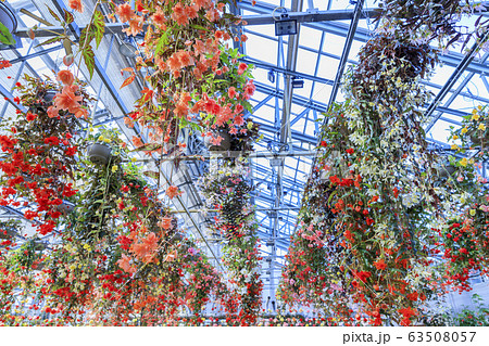 なばなの里　ベゴニアガーデン 63508057