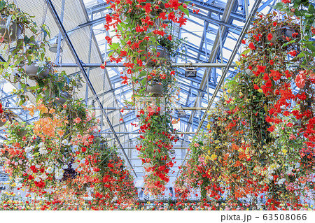 なばなの里　ベゴニアガーデン 63508066