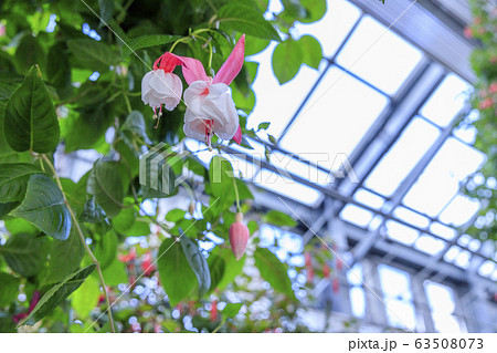 なばなの里 ベゴニアガーデン なばなの里 ベゴニアガーデン 63508073