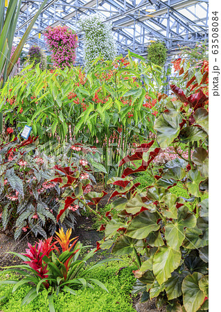 なばなの里　ベゴニアガーデン 63508084