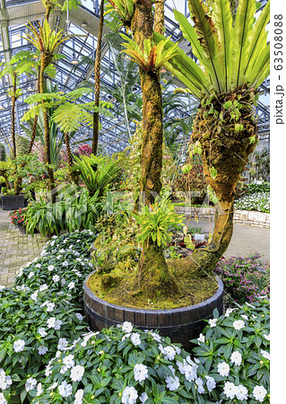 なばなの里　ベゴニアガーデン 63508088