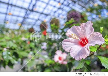 なばなの里 ベゴニアガーデン なばなの里 ベゴニアガーデン 63508089