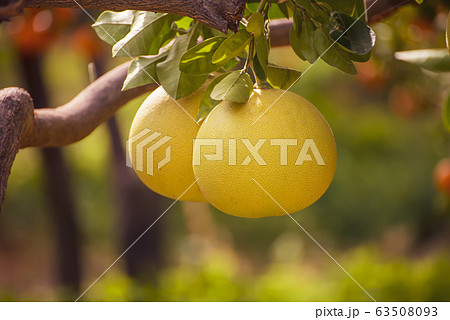 Pomelo fruit in gardenの写真素材 [63508093] - PIXTA