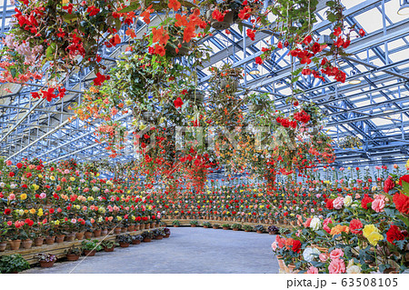 なばなの里　ベゴニアガーデン 63508105