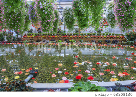 なばなの里 ベゴニアガーデン なばなの里 ベゴニアガーデン 63508130