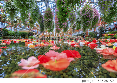 なばなの里　ベゴニアガーデン 63508157