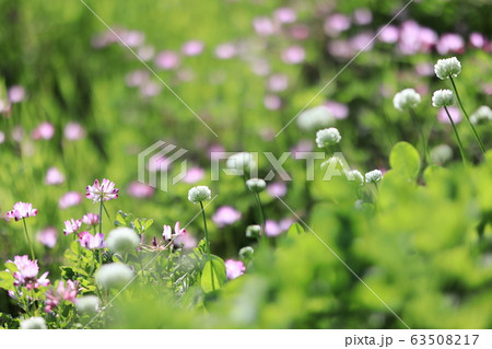 レンゲの花とクローバーの写真素材