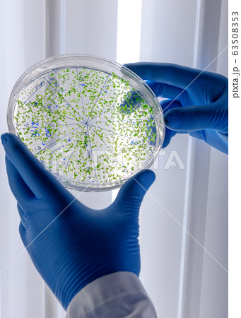Scientific handling cultures in petri dishes in Scientific handling cultures in petri dishes in 63508353
