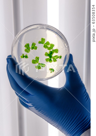 Scientific handling cultures in petri dishes in 63508354