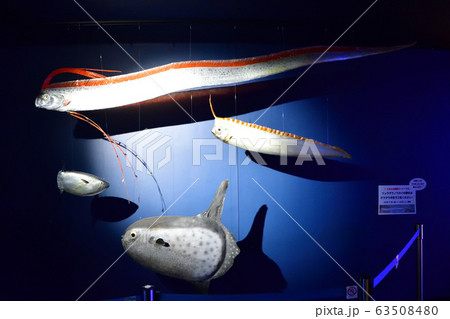 海の生き物剥製(イメージ) 海の生き物剥製(イメージ) 63508480