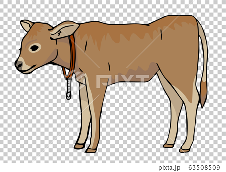 ジャージー牛の仔牛のイラスト素材