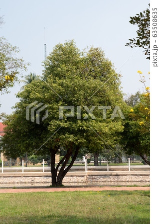 big tree in garden 63508635