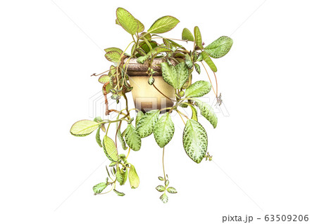 Episcia cupreata flower in pot on white background Episcia cupreata flower in pot on white background 63509206