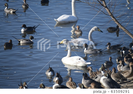 まだ賑わっています。オオハクチョウ、カモ。2020年2月 63509291