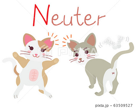 地域猫TNRの説明イラスト　Neuter 63509527