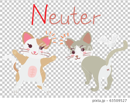 地域猫TNRの説明イラスト　Neuter 63509527